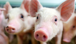 回暖信号来了？猪价连续4个月回升，上市猪企忙“报喜”，新希望单月实现盈亏平衡