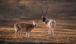 地方新聞精選 | 藏羚羊開啟一年一度大遷徙 椰樹集團(tuán)因擦邊球廣告被罰40萬