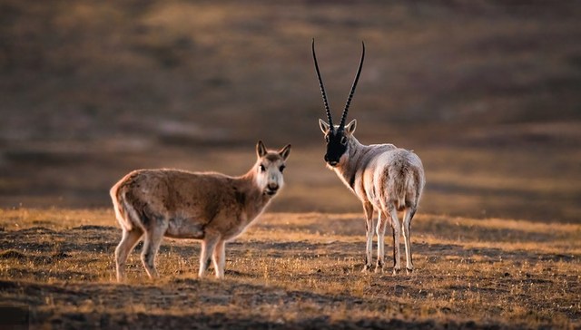 地方新闻精选 | 藏羚羊开启一年一度大迁徙 椰树集团因擦边球广告被罚40万