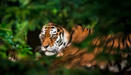 阜陽野生動物園20只東北虎死亡？林業(yè)局：調(diào)查核實