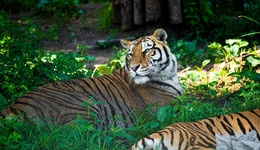 法治面 | 動物園20只東北虎死亡，誰該擔責？