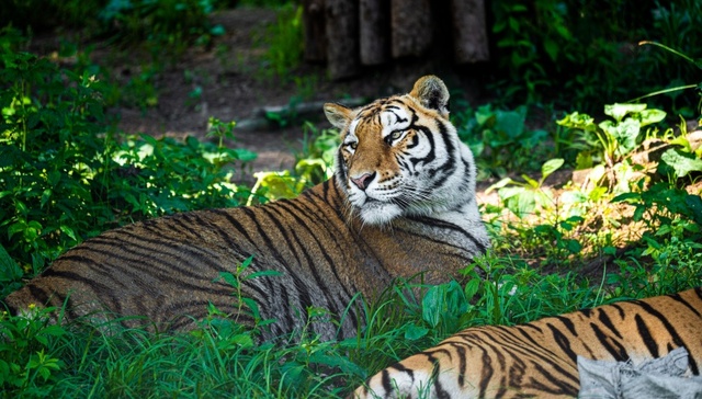 法治面 | 动物园20只东北虎死亡，谁该担责？