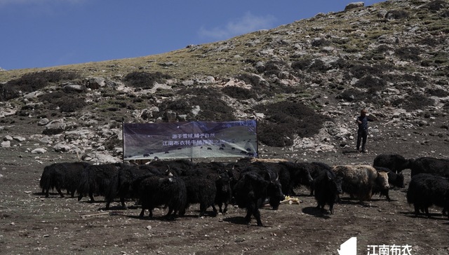 牦牛绒，江南布衣为中国高端面料找到的一张名片