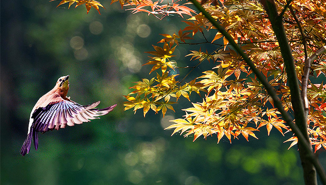 直通部委丨我国今年启动实施生物多样性保护重大工程 外交部对美12家军工企业及10名高管采取反制措施