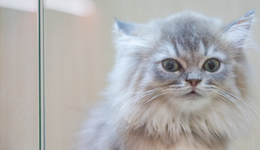 把猫狗当“金主”的年轻人：试吃“狗粮”，年入50万