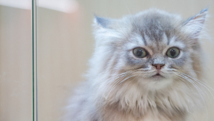 宠物经济,产业规模,情感需求,