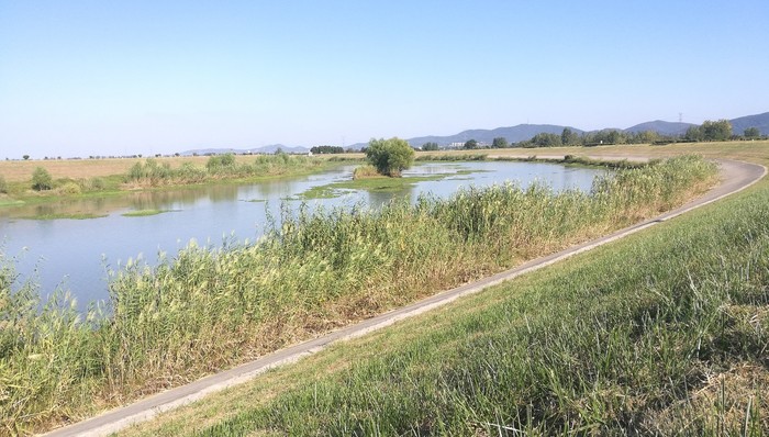 滁河大量鱼虾死亡“曝光”后，全椒县委主要负责人已被免职