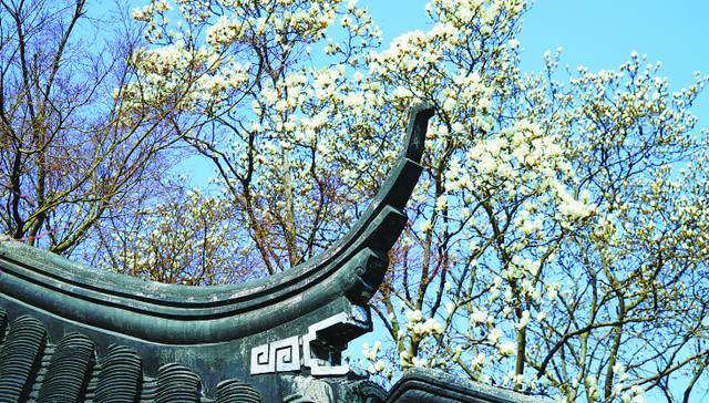 1986年,古树资源,聚合果,肉质根,1983年,节事活动,嫁接繁殖,上海合作组织峰会,二乔玉兰,后