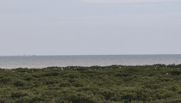 千亩“海上森林”背后：北海如何走出红树林保护之路？