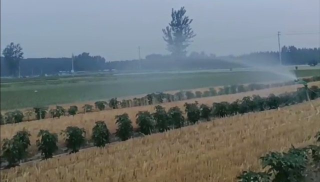 【口述】河南高温下的专业浇地人：晚上11点多收工凌晨4点起床，一个多月连轴转