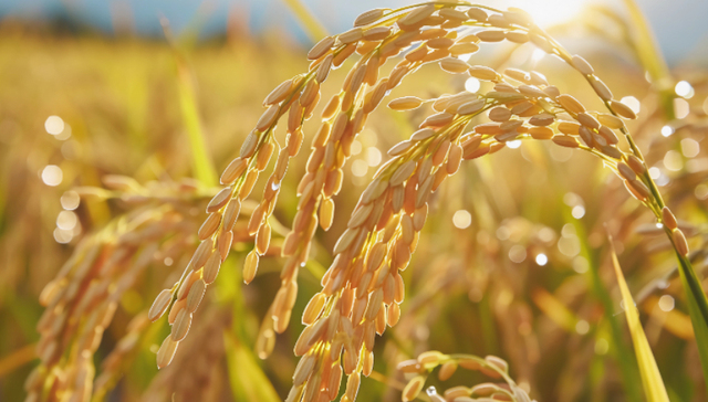 农业巨头,东方集团,放弃,规模化