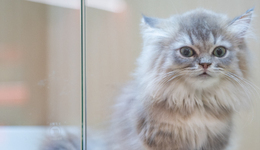 寵物幼兒園如何成為都市新標(biāo)配？