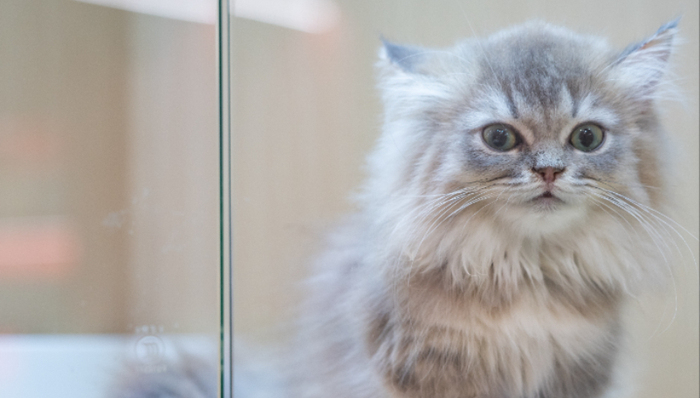 宠物,消费,投资,创业