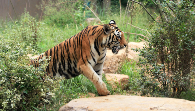 直通部委丨 全国开展陆生野生动物人工繁育专项整治 应急管理部：加强短时强降雨可能引发的山洪地质灾害防范应对