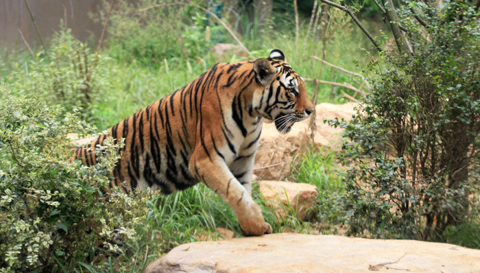 直通部委丨 全国开展陆生野生动物人工繁育专项整治 应急管理部：加强短时强降雨可能引发的山洪地质灾害防范应对