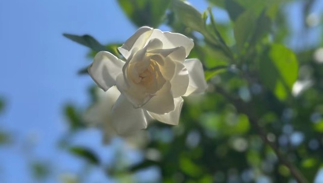 新茶饮带火了栀子花，收购价是去年的四倍