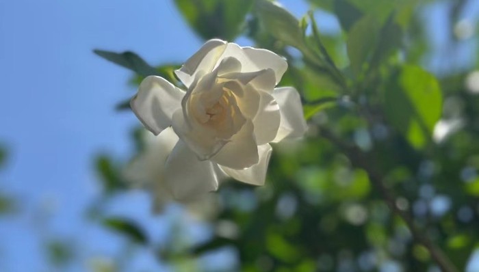 新茶饮带火了栀子花，收购价是去年的四倍