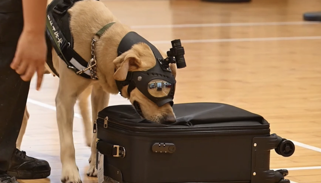 上海，海关，工作犬，搜寻