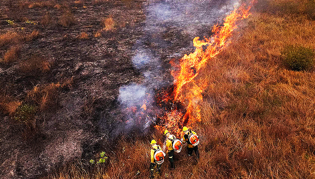 进入紧急状态！世界最大热带湿地正被火吞噬