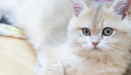 魔幻的宠物医疗：前景大好，龙头新瑞鹏却亏麻了