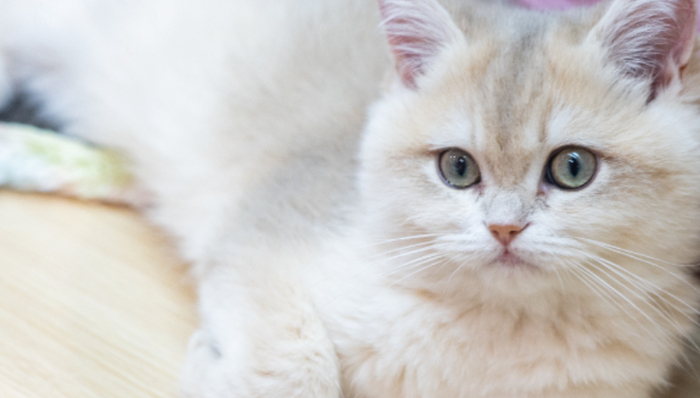 宠物医疗,新瑞鹏,亏损,