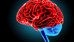 人类首张详细的人脑3D全景地图来了