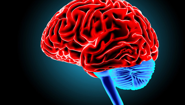 大脑,科技,投资,细胞