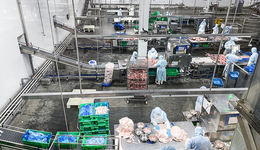 【深度】生前加班到凌晨四点，死后家属签封口协议，牧原猝死员工算工伤吗？