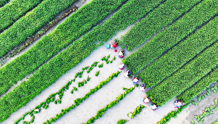 直通部委丨财政部下达农业生产防灾救灾资金20.37亿元 三部门优化调整无人机出口管制措施