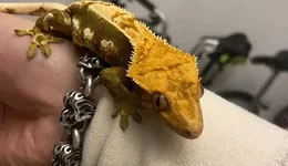 投入50萬(wàn)，我在北京租房養(yǎng)爬寵