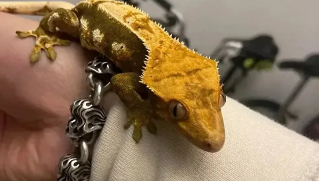 宠物,消费,投资,创业