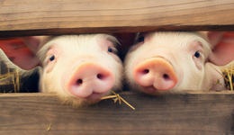 生豬養(yǎng)殖迎來(lái)春天？揭開(kāi)豬價(jià)高企背后的“秘密”