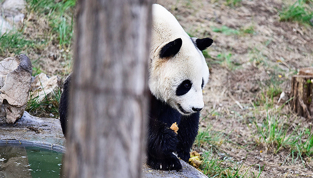 地方新闻精选丨大熊猫“彤彤”死因公布 多地住房“以旧换新”可限期保留旧房学区