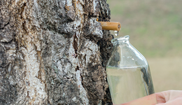 一年增長600%，被中年男人力捧，樹水為什么火了？