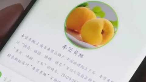 奉贤黄桃节明天开幕 黄桃“身份证”提前上线