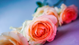 又一知名電商平臺(tái)破產(chǎn)清算，十年干掉幾個(gè)億