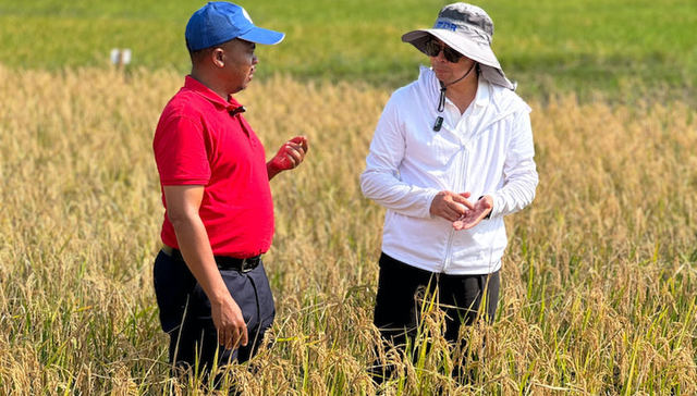 【特写】中国种子闯非洲