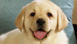 銀發(fā)族成寵物經(jīng)濟(jì)主力軍，攜寵出游蘊(yùn)藏哪些新商機(jī)？