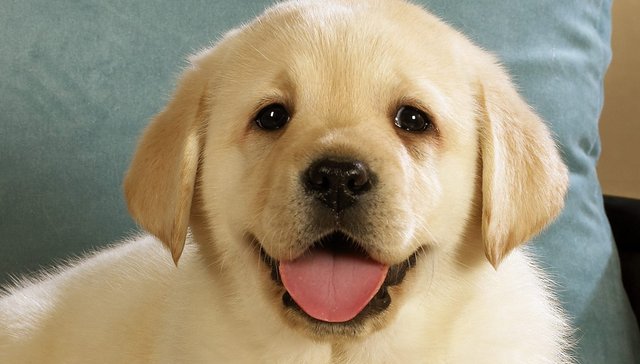 银发经济,宠物,投资,消费