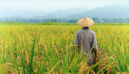 進(jìn)城農(nóng)戶如何自愿有償退出承包地？農(nóng)業(yè)農(nóng)村部：地方試點(diǎn)存在多重問題