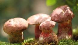 云南见手青，笼络北上广中产