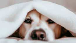 美妝品牌如何贏下吸貓擼狗的年輕人？