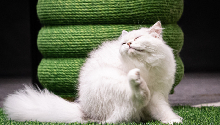 风口,美妆品牌,消费场景,宠物经济,