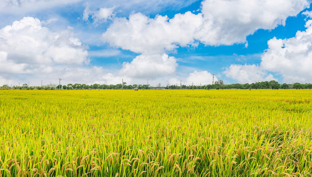 中国式现代化奋进者,亨嘉庄,新农人,种地吧,王蓓倩,上海,嘉定,华亭镇,百香果,嘉定文旅