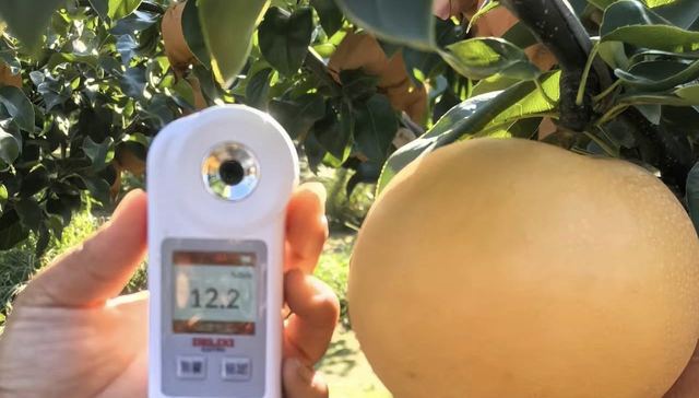 贵价水果秋月梨跌落神坛