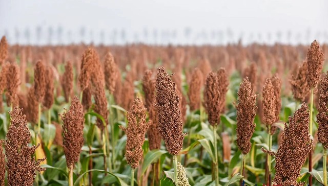 走进山西汾酒“第一车间”，探寻清香型品质源头