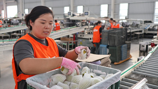 长三角，安徽，砀山