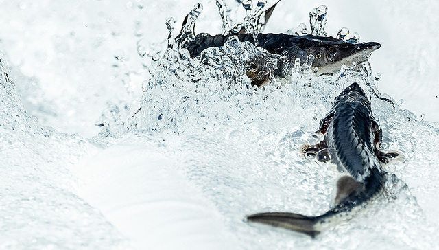 地方新闻精选丨上海首次实现中华鲟人工繁殖 重庆警方通报“醉酒女子殴打外卖员”