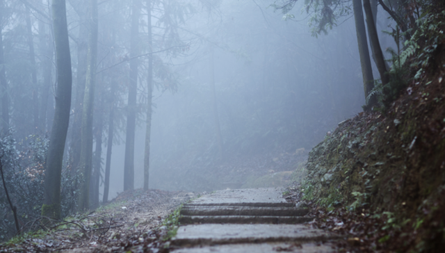 哀牢山,旅游,原始森林
