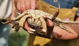 都2024年了，啥時候年輕人也能大閘蟹自由？